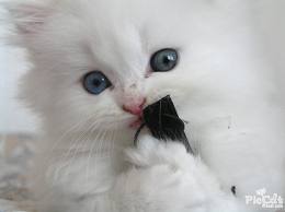 imagesCA9CZ64N