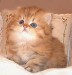 most-popular-cats-in-the-world-persian-cat